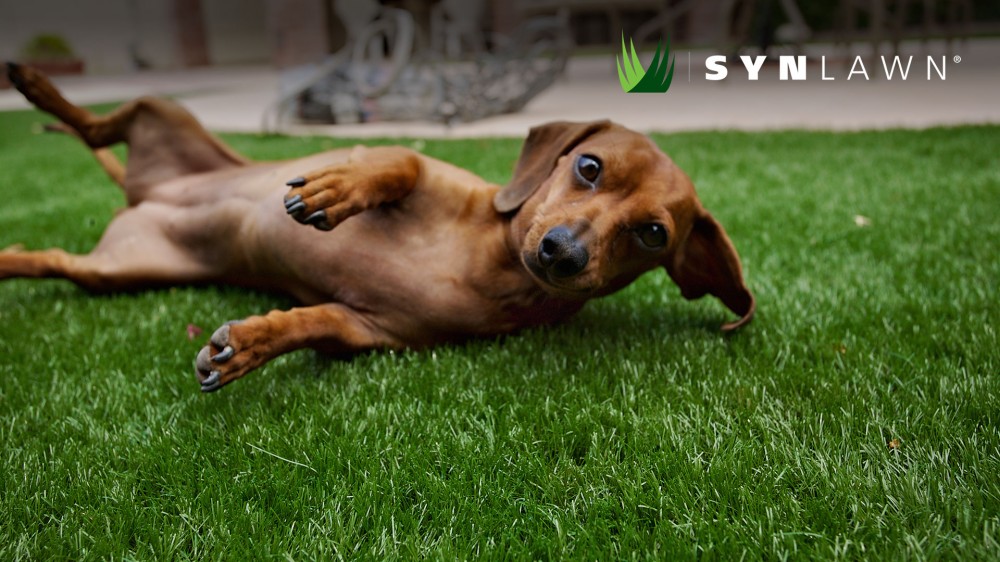 SYNLawn-artificial-grass-for-dogs-and-pets-cover